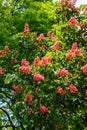 Blooming red horse-chestnut Aesculus Ãâ carnea Royalty Free Stock Photo